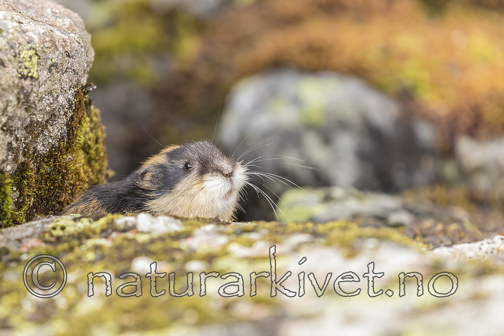 KA_170924_383 / Lemmus lemmus / Lemen