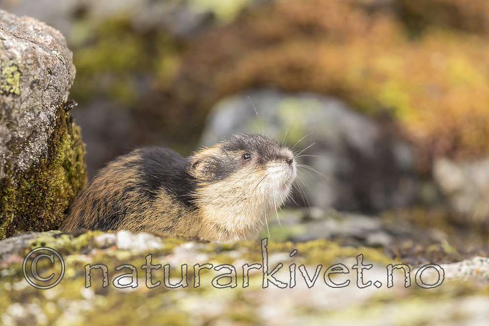 KA_170924_384 / Lemmus lemmus / Lemen