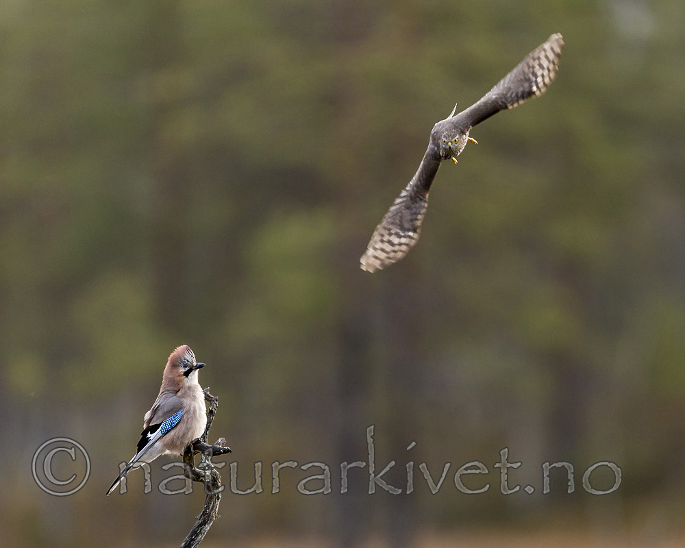 KA_171014_109 / Accipiter nisus / Spurvehauk