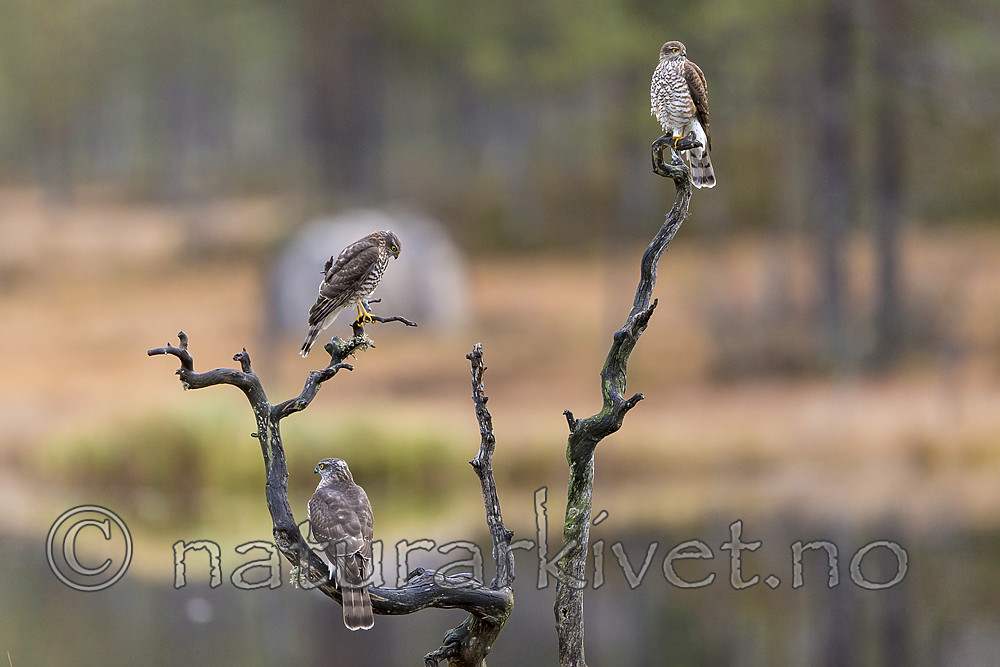 KA_171014_124 / Accipiter nisus / Spurvehauk