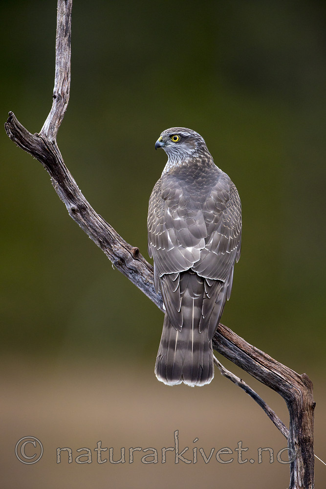 KA_171014_129 / Accipiter nisus / Spurvehauk