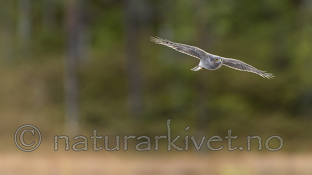 KA_171014_132 / Accipiter nisus / Spurvehauk
