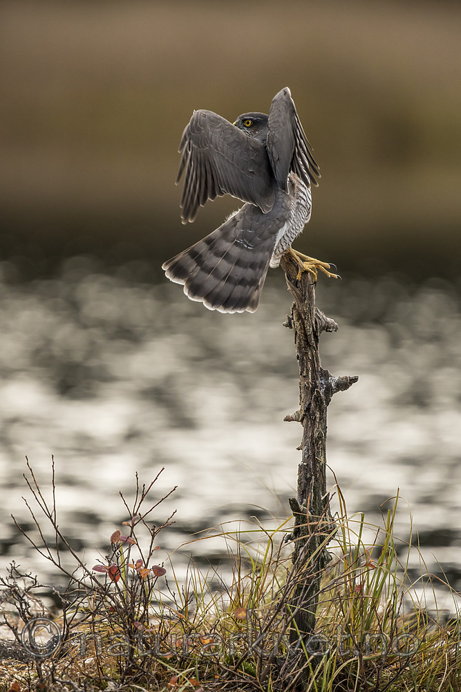 KA_171014_149 / Accipiter nisus / Spurvehauk
