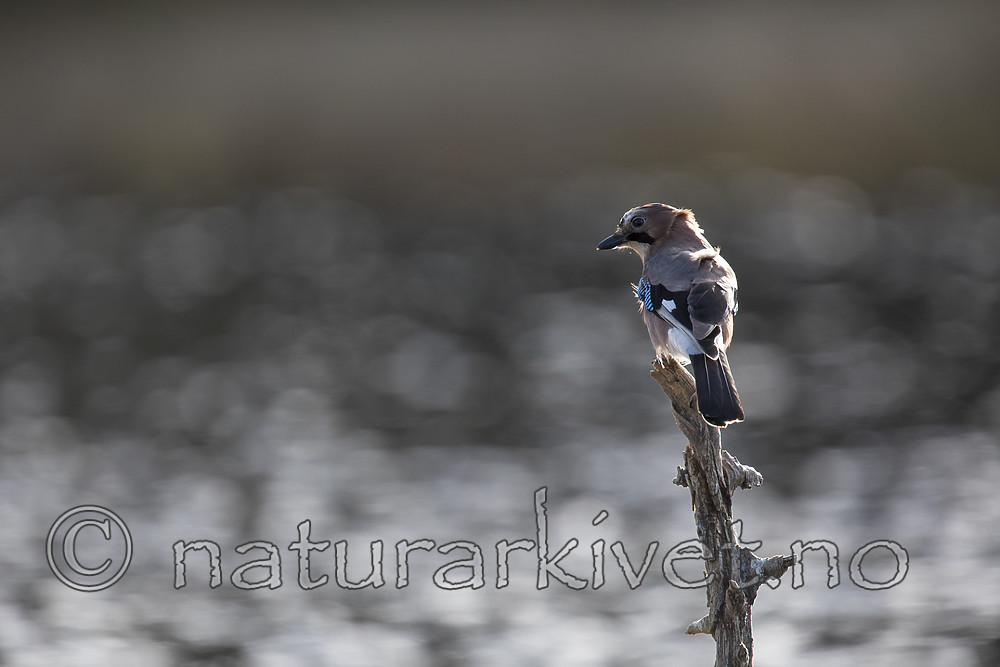 KA_171014_151 / Garrulus glandarius / Nøtteskrike