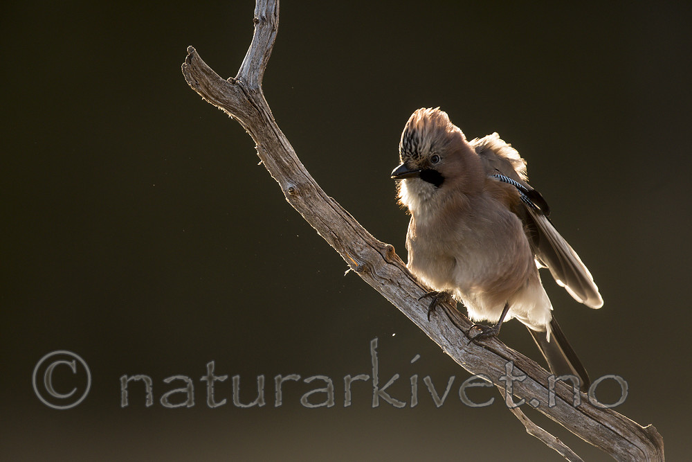 KA_171014_157 / Garrulus glandarius / Nøtteskrike