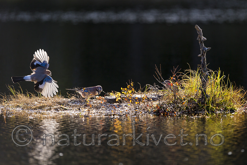 KA_171014_176 / Garrulus glandarius / Nøtteskrike