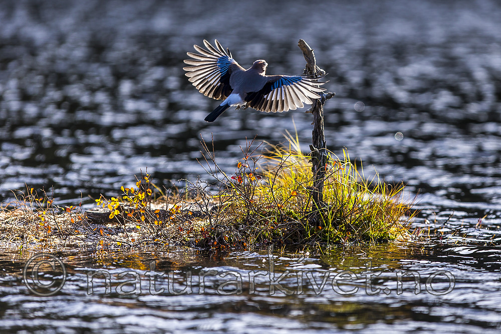 KA_171014_186 / Garrulus glandarius / Nøtteskrike