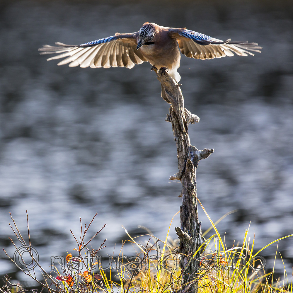 KA_171014_189 / Garrulus glandarius / Nøtteskrike