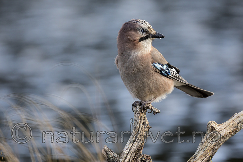 KA_171014_213 / Garrulus glandarius / Nøtteskrike