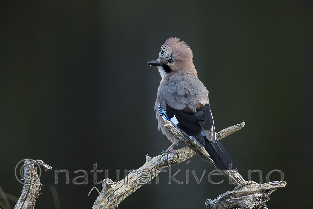 KA_171014_216 / Garrulus glandarius / Nøtteskrike