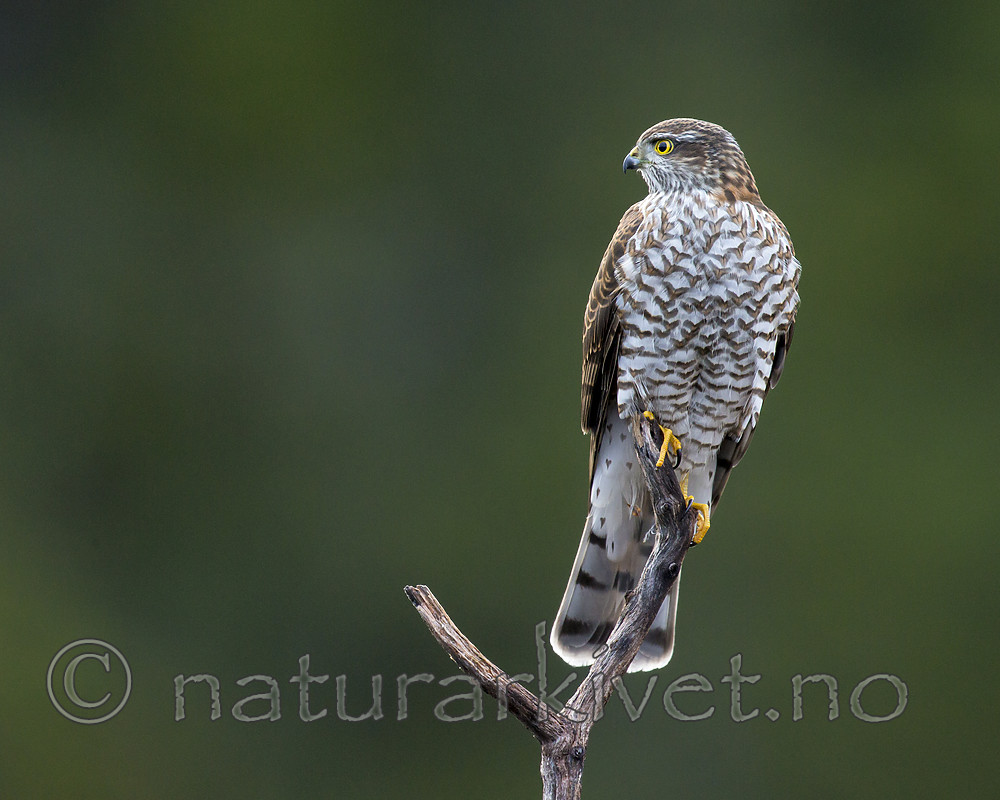 KA_171014_45 / Accipiter nisus / Spurvehauk