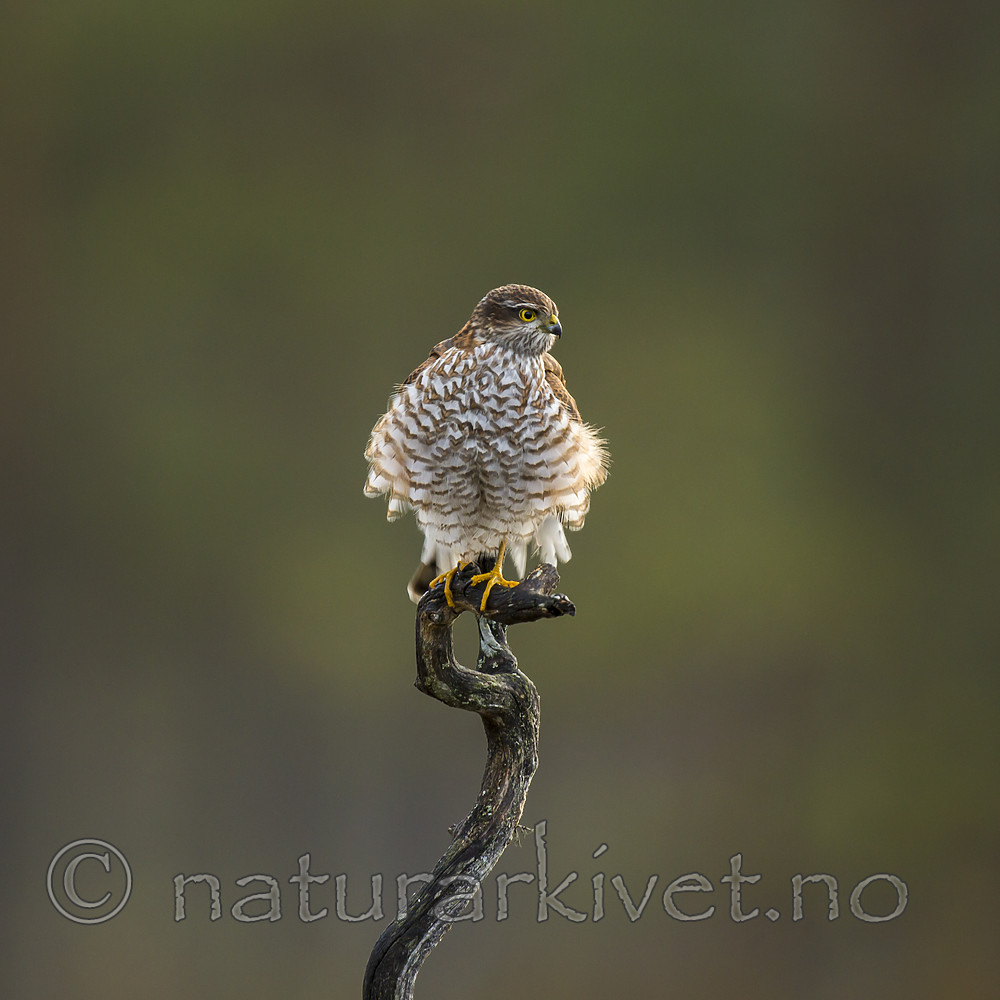 KA_171014_53 / Accipiter nisus / Spurvehauk