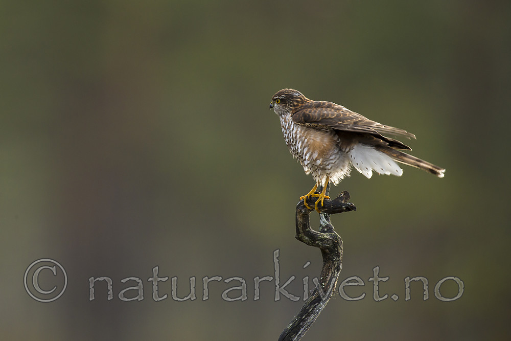 KA_171014_56 / Accipiter nisus / Spurvehauk