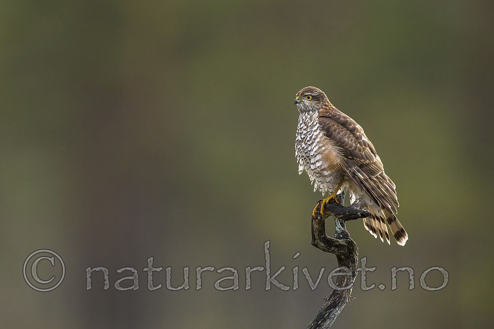 KA_171014_57 / Accipiter nisus / Spurvehauk