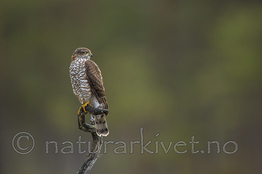 KA_171014_60 / Accipiter nisus / Spurvehauk