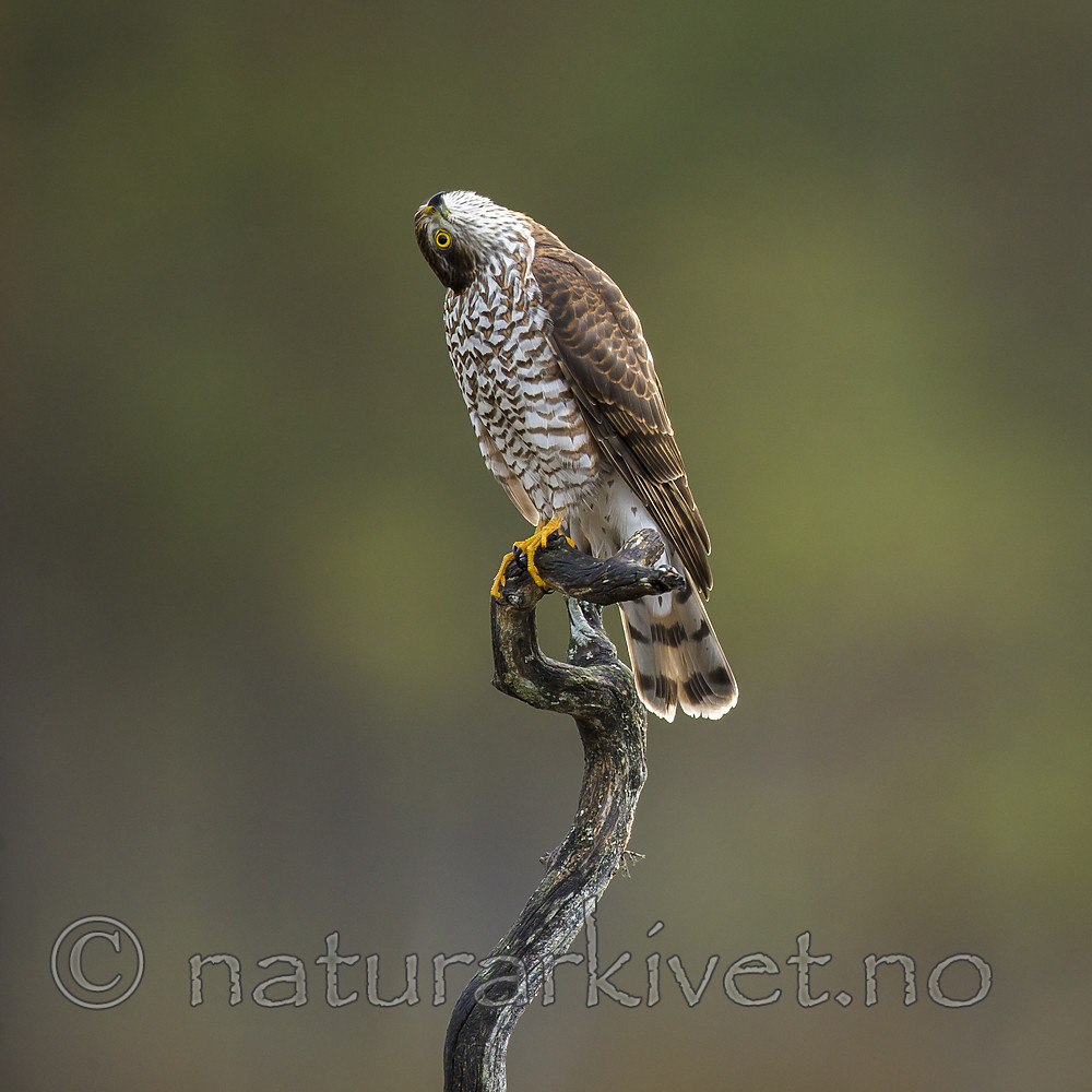 KA_171014_61 / Accipiter nisus / Spurvehauk