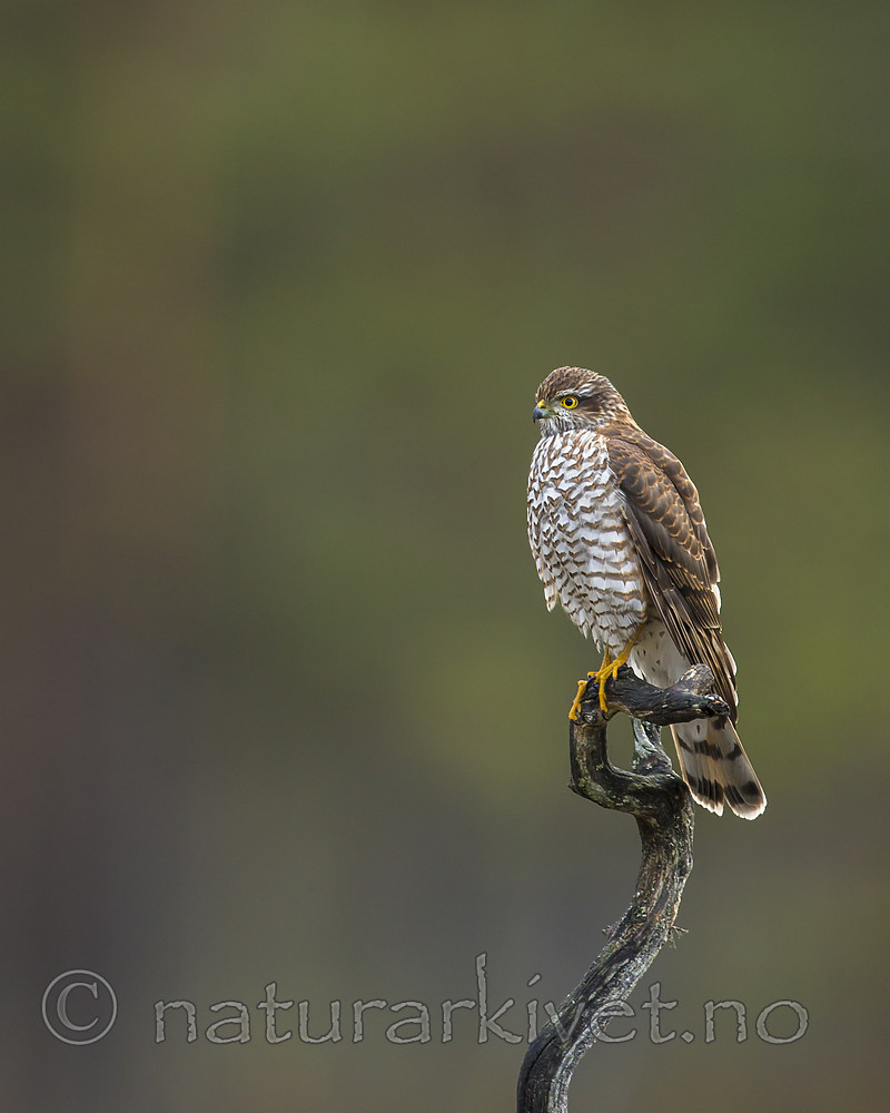 KA_171014_71 / Accipiter nisus / Spurvehauk