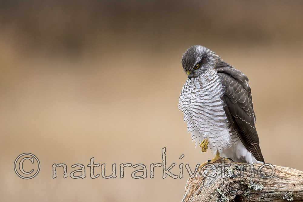 KA_171015_109 / Accipiter nisus / Spurvehauk
