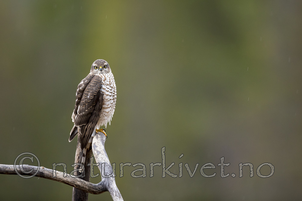 KA_171015_13 / Accipiter nisus / Spurvehauk