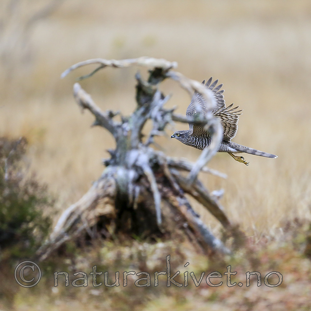 KA_171015_141 / Accipiter nisus / Spurvehauk