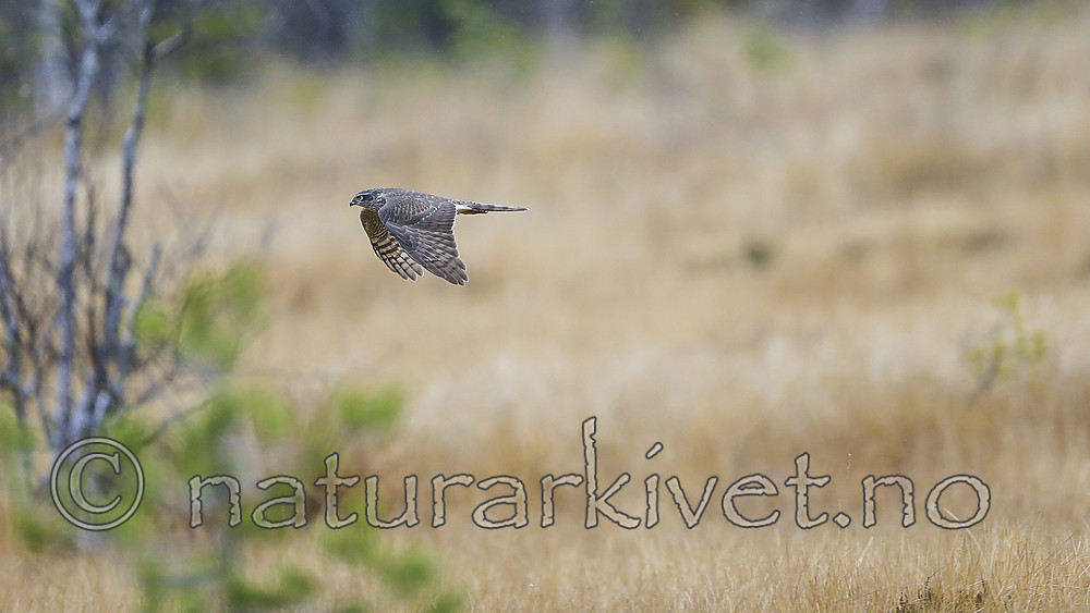 KA_171015_146 / Accipiter nisus / Spurvehauk