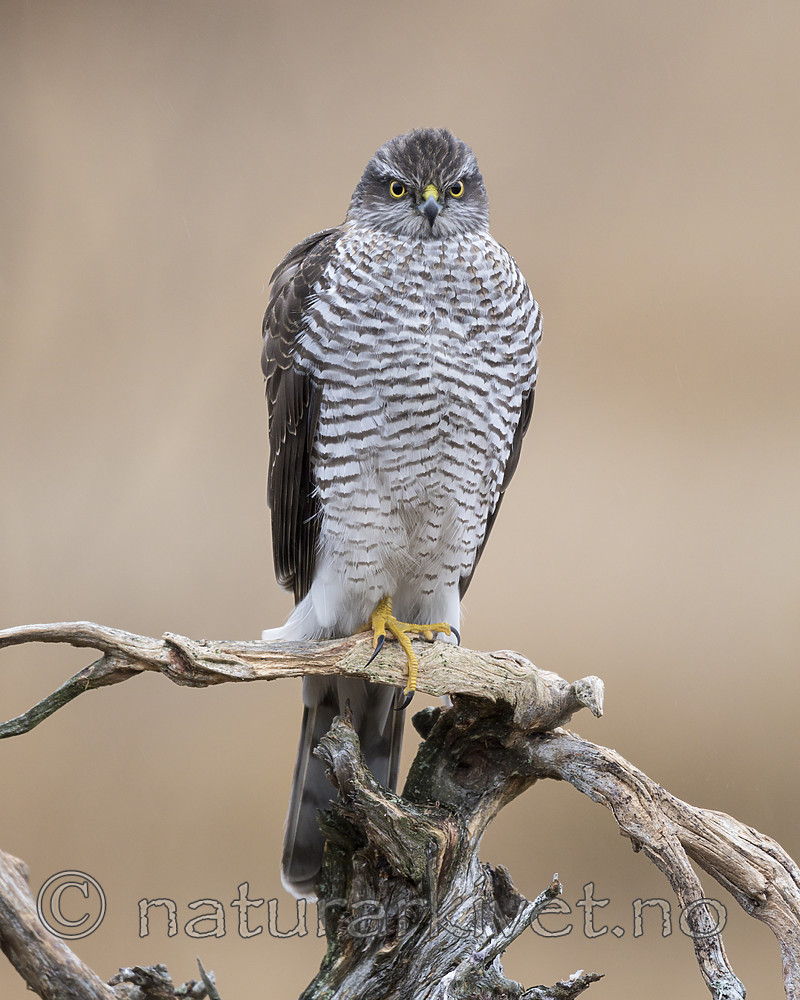 KA_171015_154 / Accipiter nisus / Spurvehauk