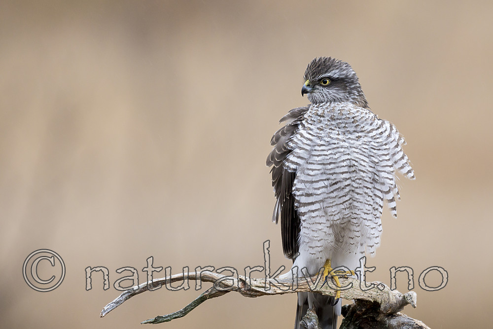 KA_171015_159 / Accipiter nisus / Spurvehauk