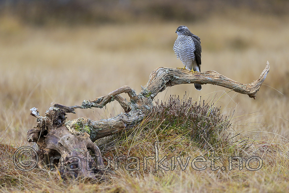 KA_171015_174 / Accipiter nisus / Spurvehauk