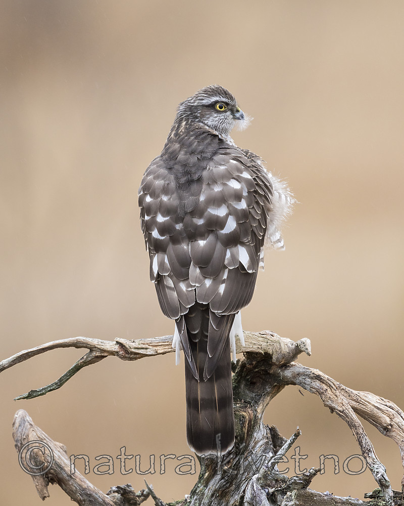 KA_171015_221 / Accipiter nisus / Spurvehauk