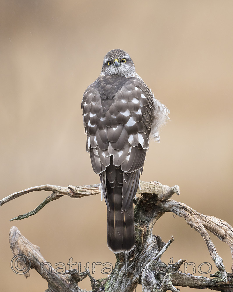 KA_171015_229 / Accipiter nisus / Spurvehauk