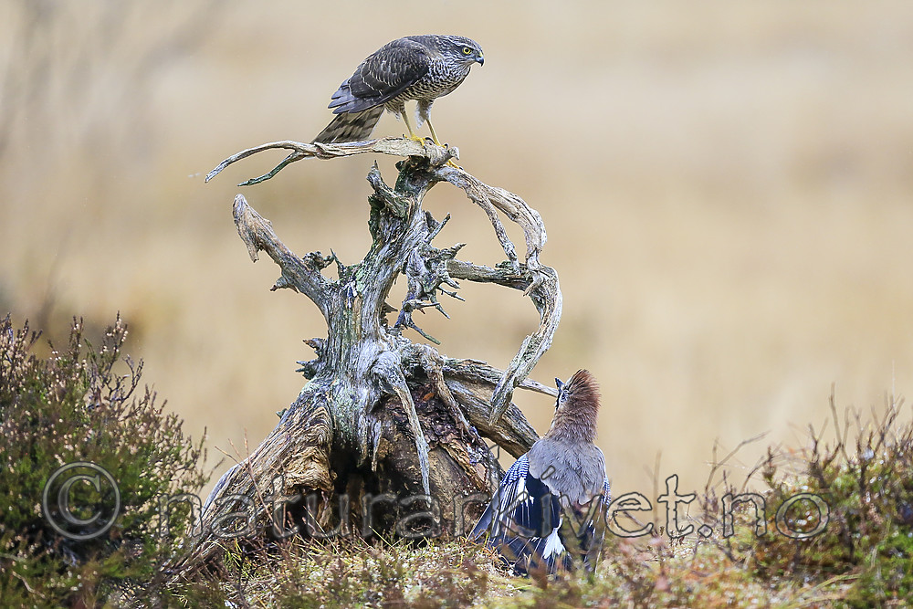 KA_171015_235 / Accipiter nisus / Spurvehauk