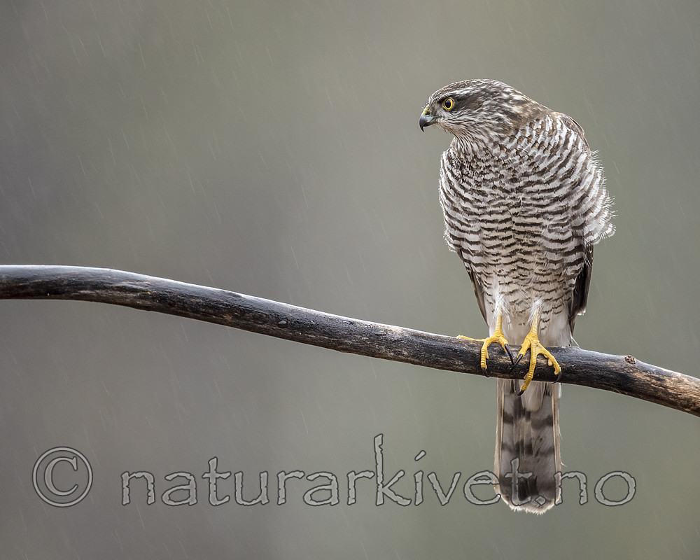 KA_171015_265 / Accipiter nisus / Spurvehauk