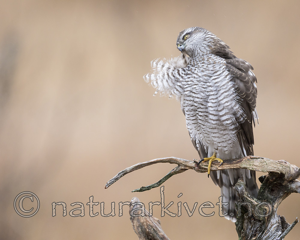KA_171015_294 / Accipiter nisus / Spurvehauk