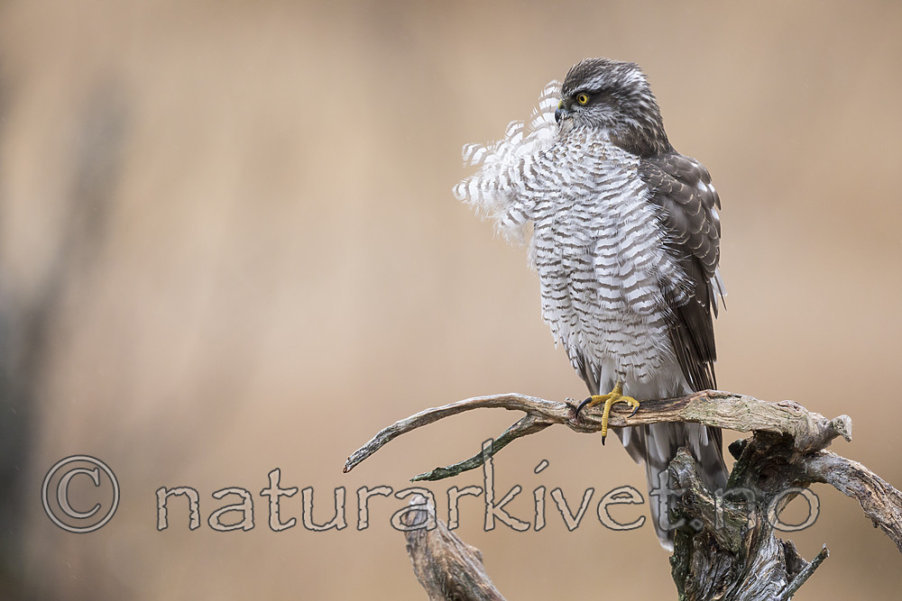 KA_171015_297 / Accipiter nisus / Spurvehauk