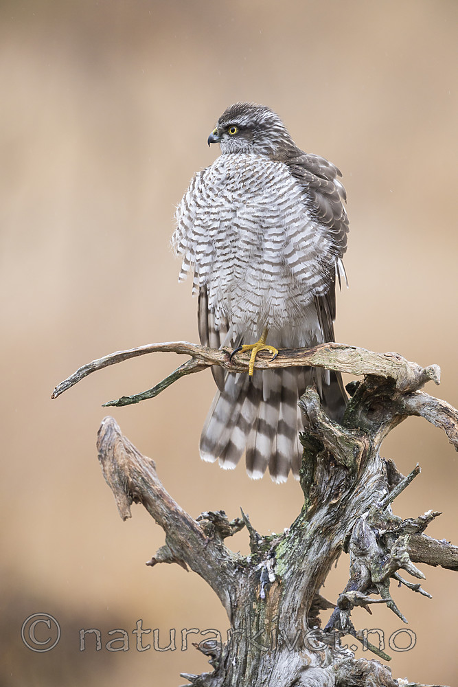 KA_171015_308 / Accipiter nisus / Spurvehauk
