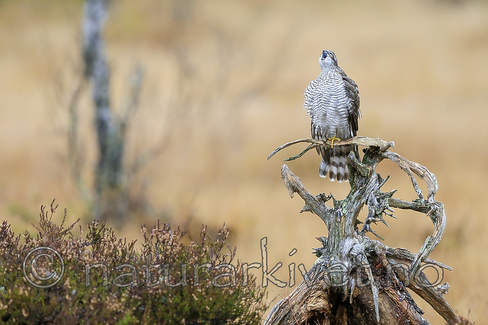 KA_171015_315 / Accipiter nisus / Spurvehauk