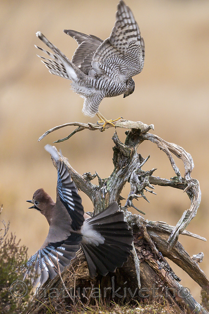 KA_171015_32 / Accipiter nisus / Spurvehauk <br /> Garrulus glandarius / Nøtteskrike