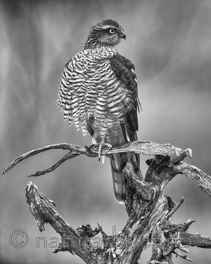 KA_171015_324-sh / Accipiter nisus / Spurvehauk