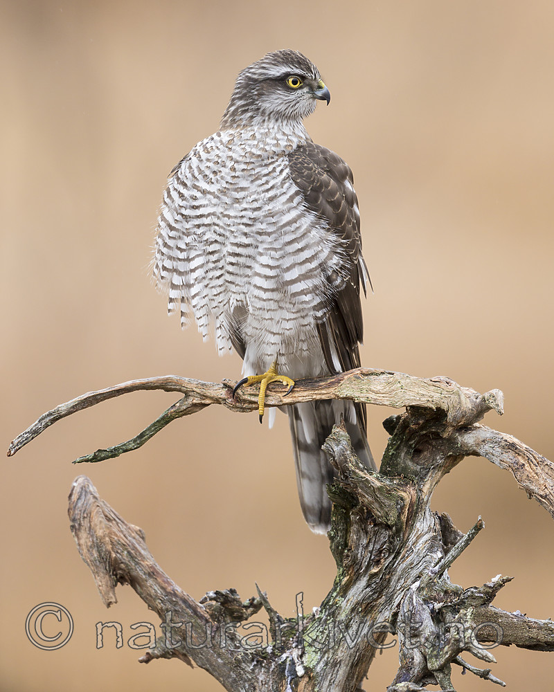 KA_171015_324 / Accipiter nisus / Spurvehauk