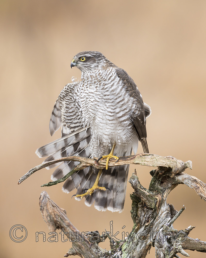 KA_171015_331 / Accipiter nisus / Spurvehauk