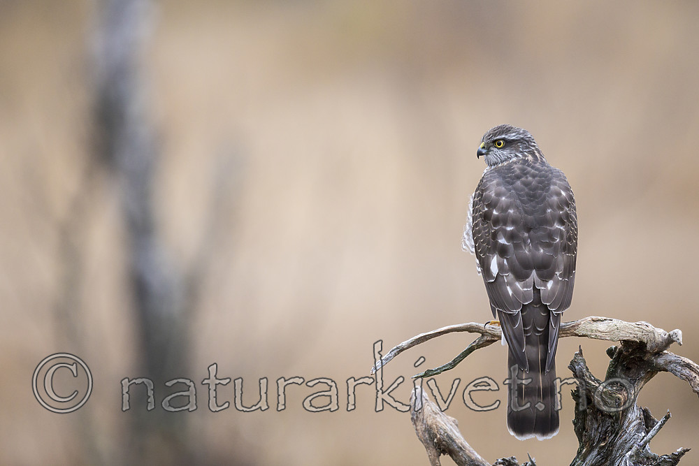KA_171015_47 / Accipiter nisus / Spurvehauk