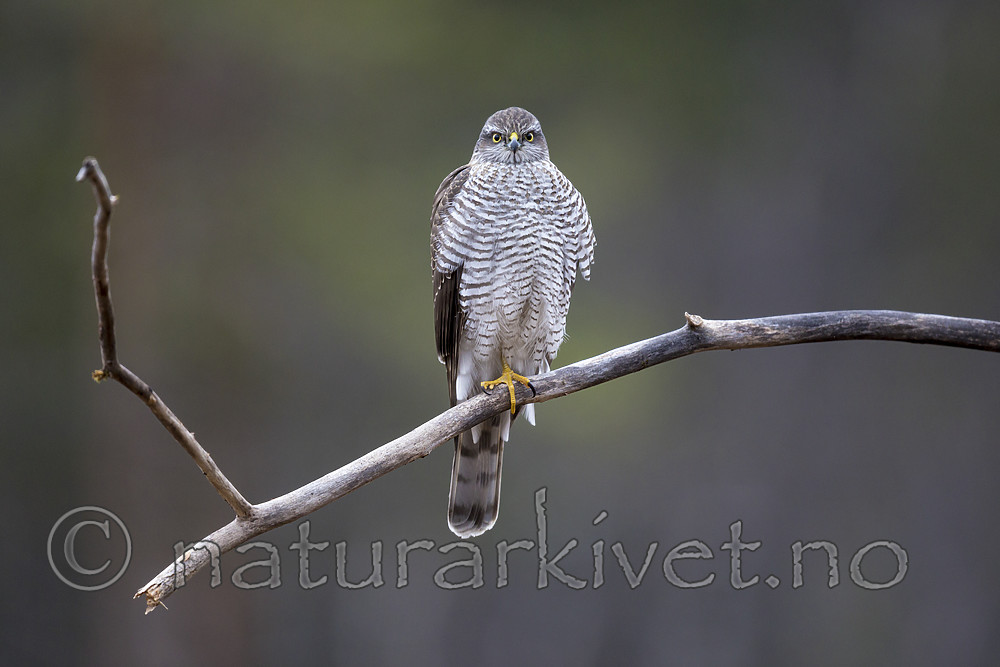 KA_171015_53 / Accipiter nisus / Spurvehauk