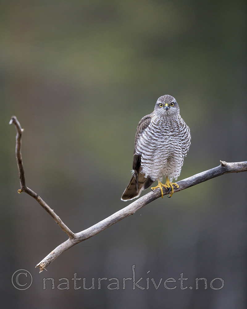 KA_171015_60 / Accipiter nisus / Spurvehauk
