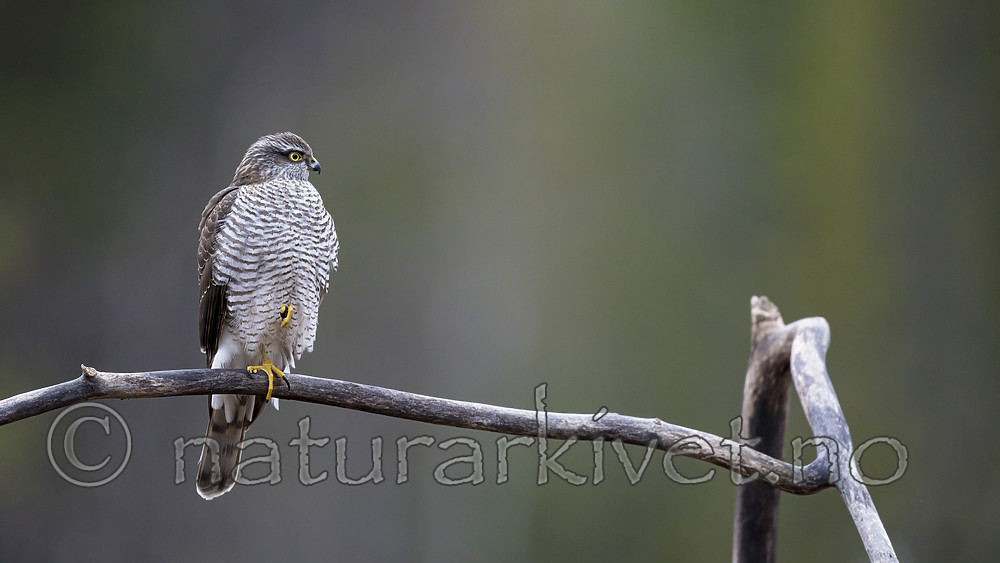 KA_171015_67 / Accipiter nisus / Spurvehauk