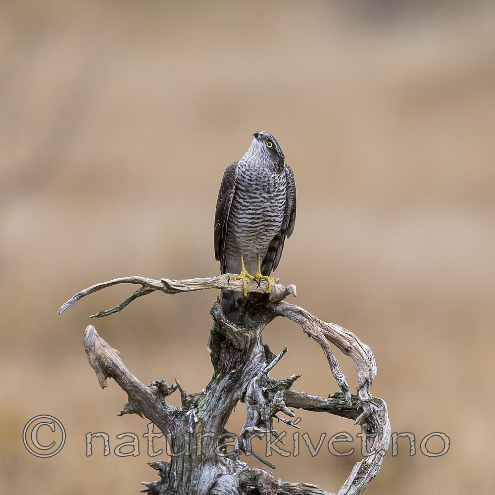 KA_171015_80 / Accipiter nisus / Spurvehauk