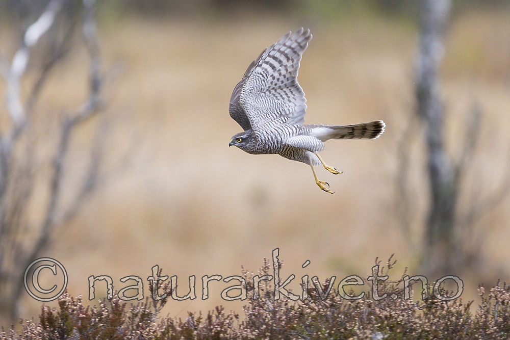 KA_171015_88 / Accipiter nisus / Spurvehauk