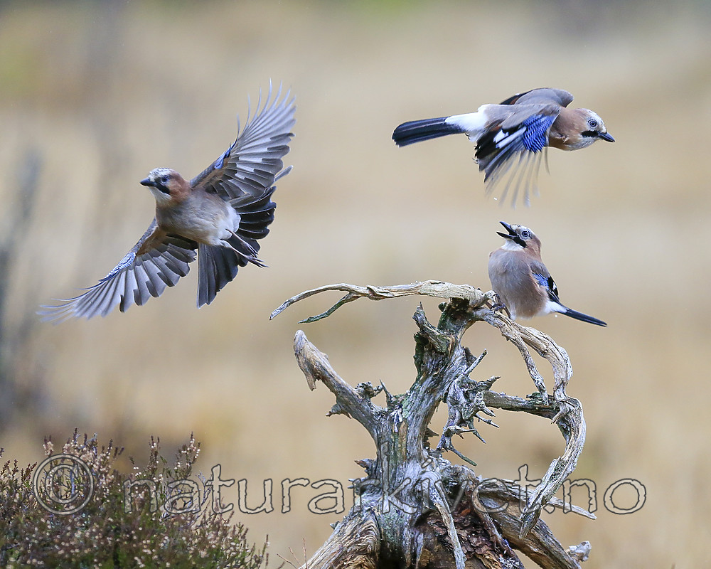 KA_171015_90 / Garrulus glandarius / Nøtteskrike