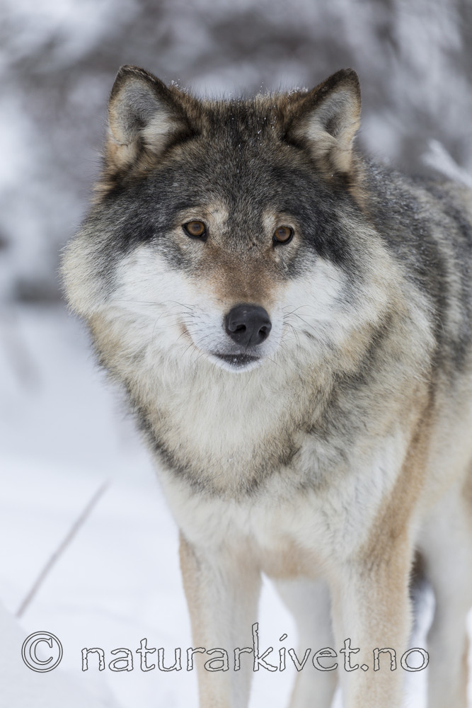 KA_171230_10 / Canis lupus / Ulv