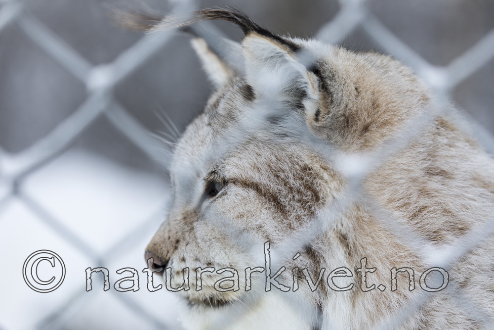 KA_171230_103 / Lynx lynx / Gaupe