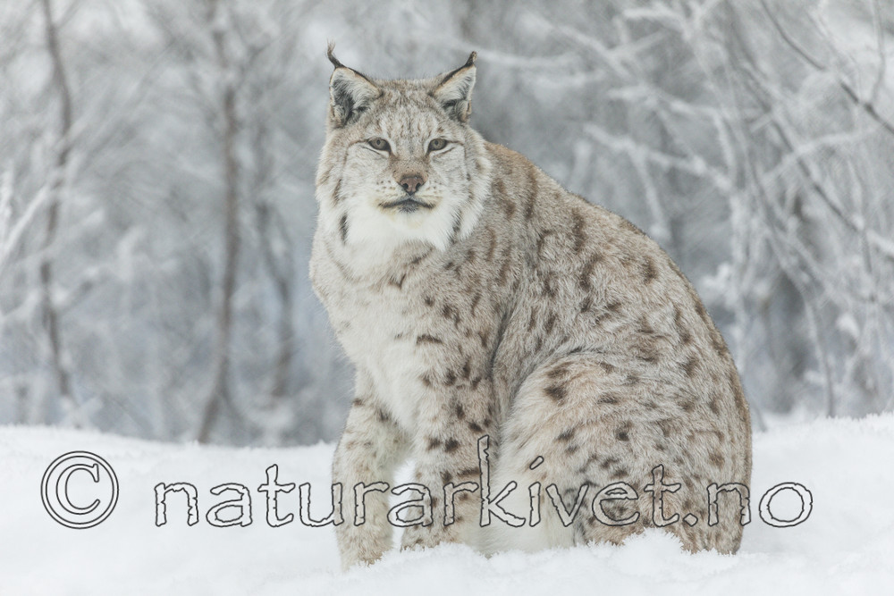 KA_171230_116 / Lynx lynx / Gaupe